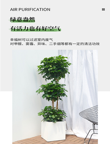 宁波杭州湾花木出租><div class=