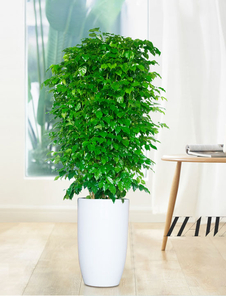 领略宁波北仑花木租赁，畅享绿色租赁体验