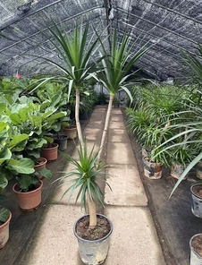 宁波鄞州绿化修剪大揭秘，这些细节你知道吗？