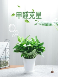 探寻奉化植物租赁公司,领略绿植租赁的魅力><div class=