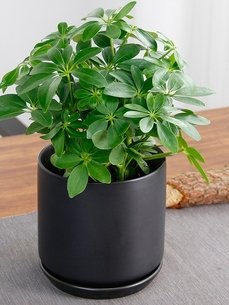 深度解析江北花卉租赁方案，畅享花卉盛宴亡