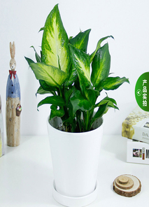 “速看！江北花木租摆价格详情大公开啦！验